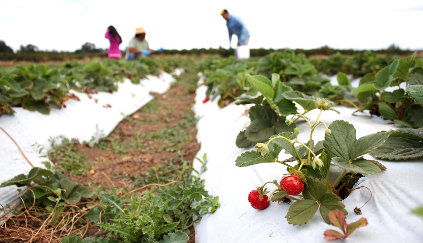 Huerto de la Familia organic strawberry field