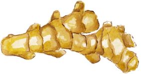 organic ginger root